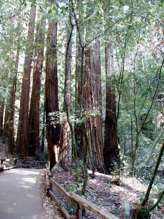 Muir Woods