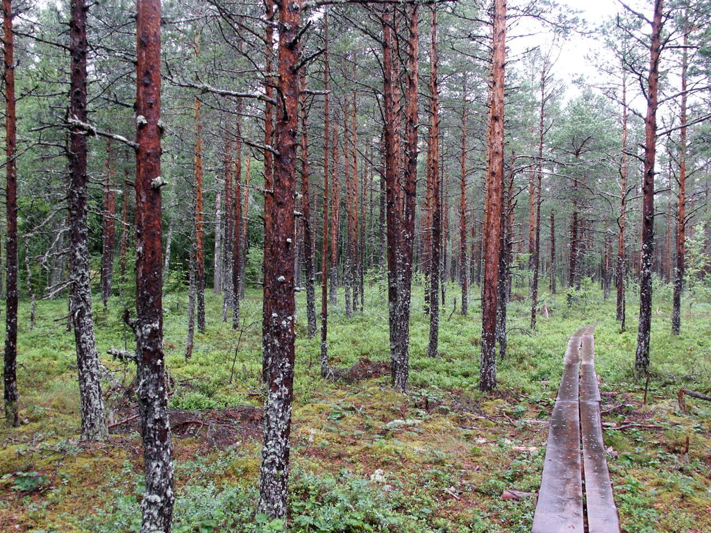 The forest boardwalk