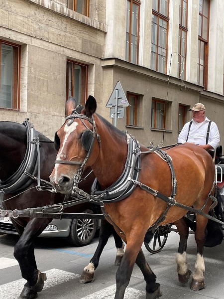 Horses in Prague